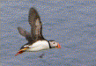Flying Puffin picture