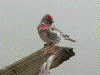 Mealy redpoll picture