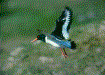 Oystercatcher picture