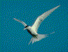 Arctic tern picture