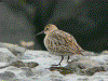 Dunlin picture