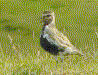 Golden plover picture